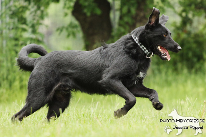 Labrador-Mix im Laufen