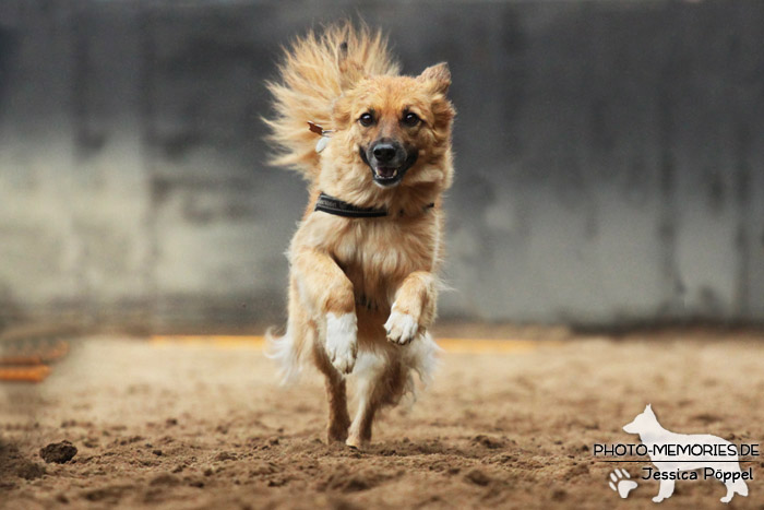 Beim Hunderennen