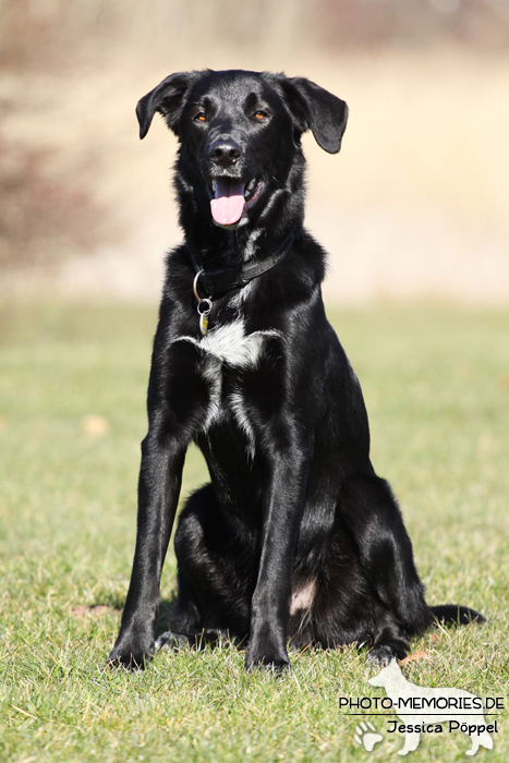 Sitzender Labrador-Mischlingsrüde