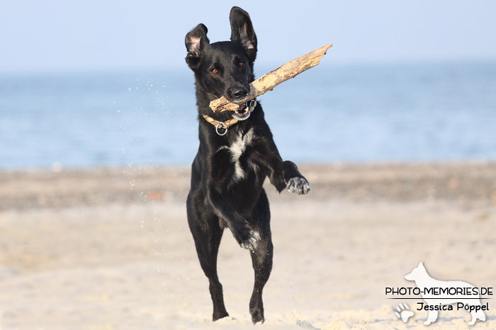 Labrador-Mischlingsrüde am Strand