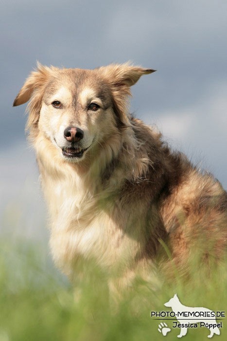 Portrait auf dem Deich