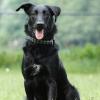 Labrador-Mix im Sitzen