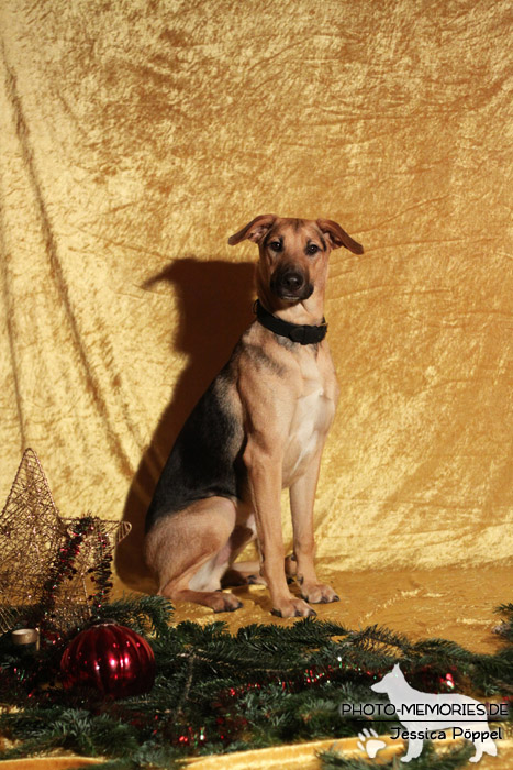 Schäferhund.Mix im Studio zu Weihnachten