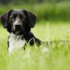 Labrador-Mix im Liegen