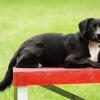 Labrador-Mix auf dem Agility-Tisch