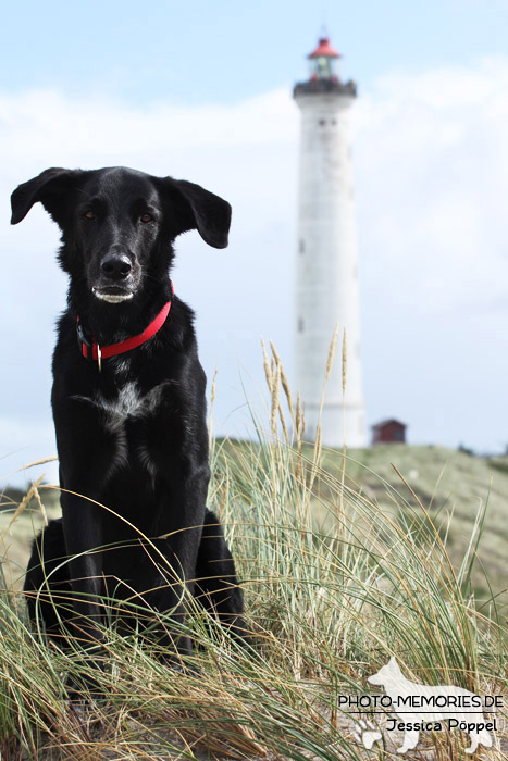 Labrador-Mischlingsrüde vor einem Leuchtturm