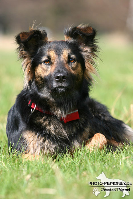 Portrait einer Hündin