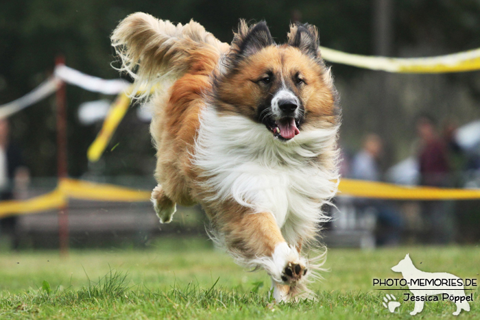 Beim Hunderennen