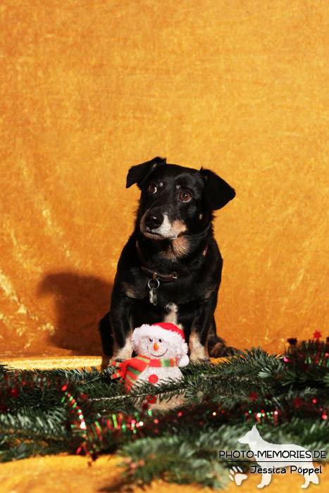 Im Studio zu Weihnachten