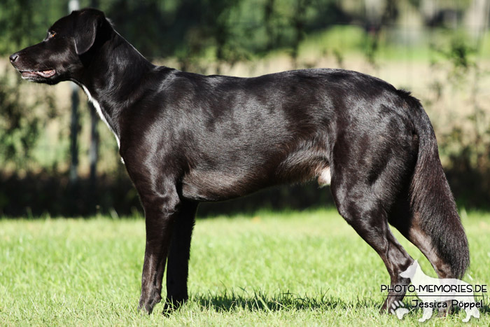 Labrador-Mix im Stand