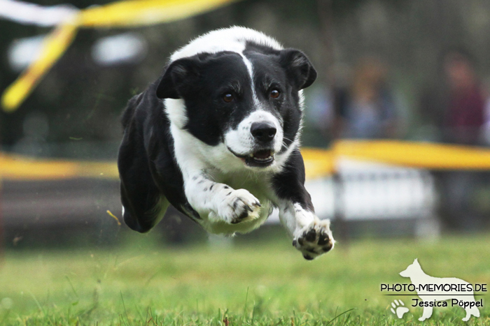 Beim Hunderennen