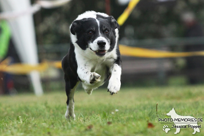 Beim Hunderennen