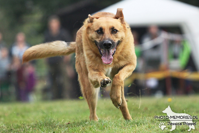 Beim Hunderennen