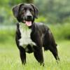 Labrador-Mix im Stand