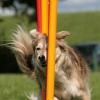 Der Slalom im Agility