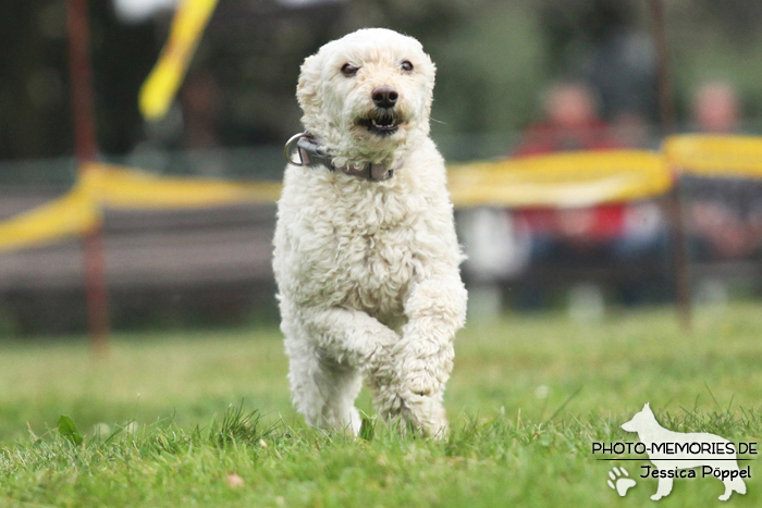 Beim Hunderennen