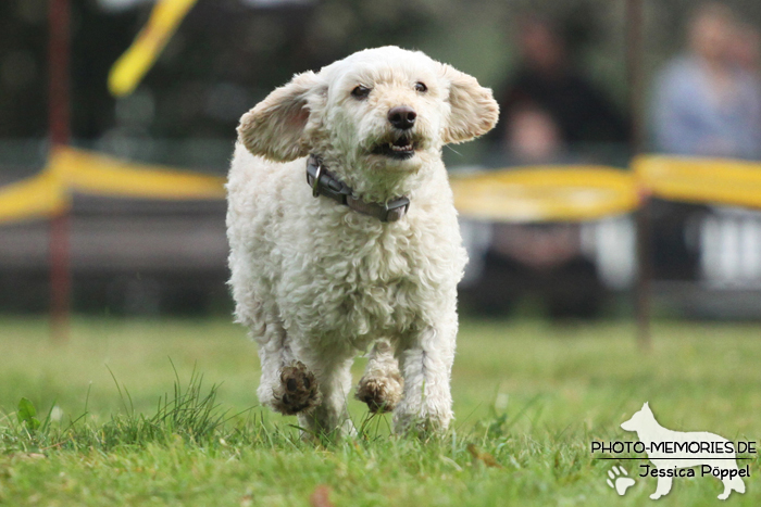 Beim Hunderennen