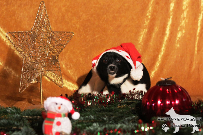 Im Studio zu Weihnachten