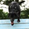 Labrador-Mix auf der A-Wand