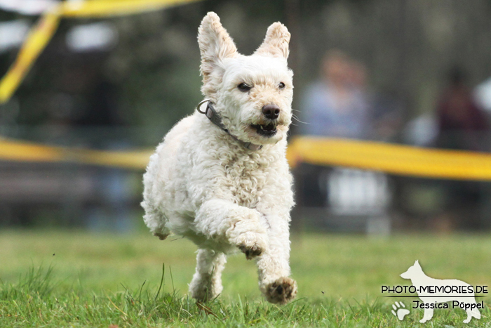 Beim Hunderennen