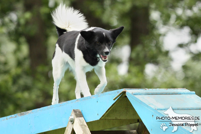 Auf dem Agility-Steg