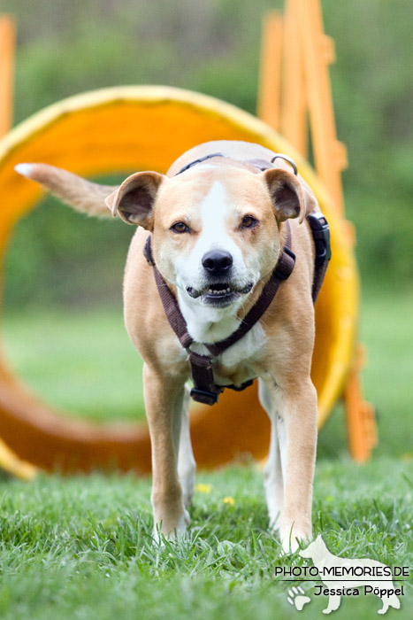 Laufen durch den Tunnel im Agility