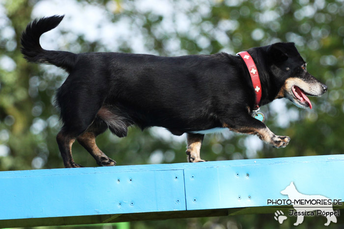 Beim Agility