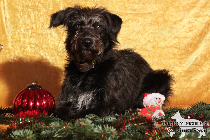 Im Studio zu Weihnachten