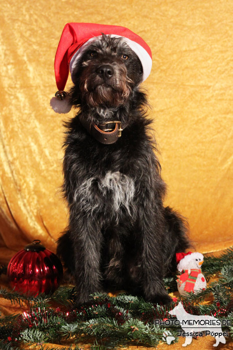 Im Studio zu Weihnachten