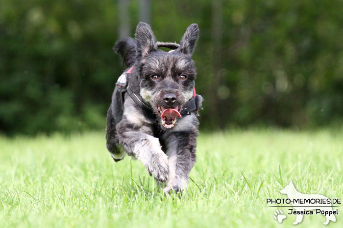 Schnauzermix im Laufen