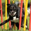 Der Slalom im Agility