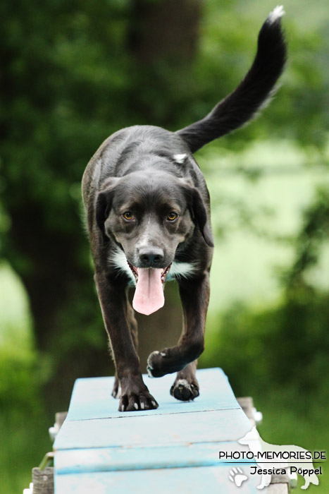 Labrador-Mix auf dem Agility-Steg