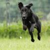 Labrador-Mix im Laufen