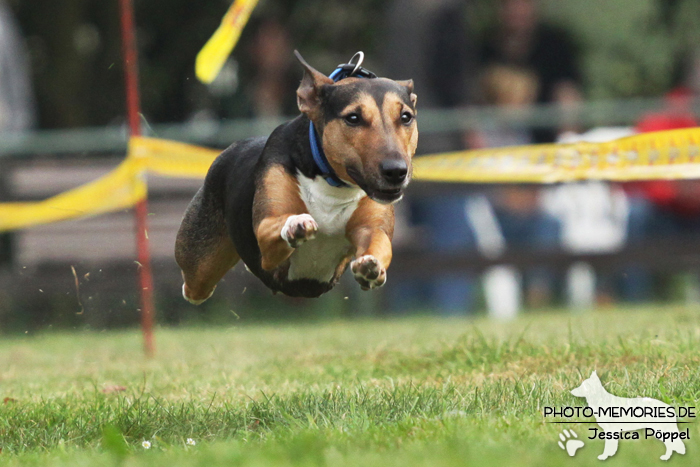 Beim Hunderennen