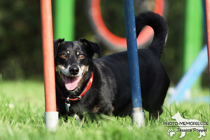 Beim Agility