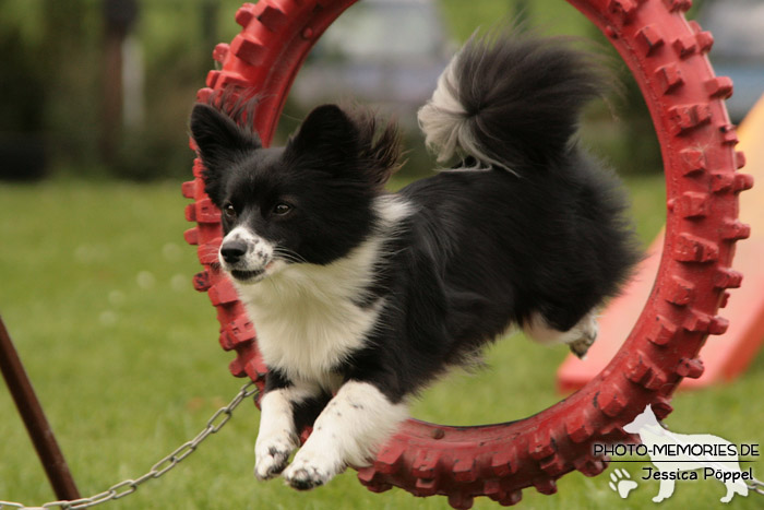 Sprung durch den Reifen im Agility