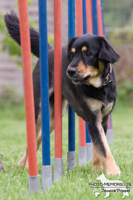 Der Slalom im Agility