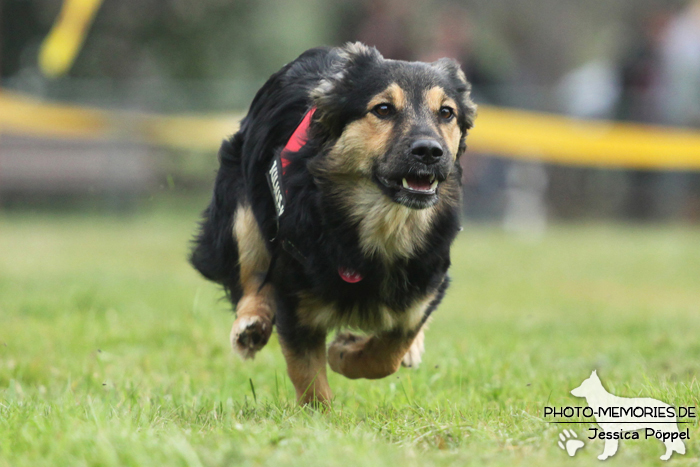 Beim Hunderennen