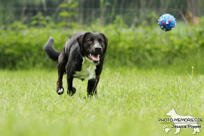 Labrador-Mix im Laufen