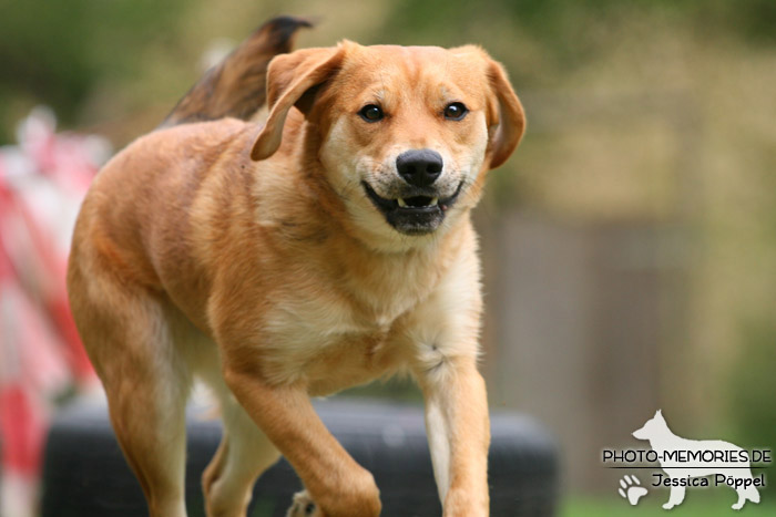 In der Hundeschule