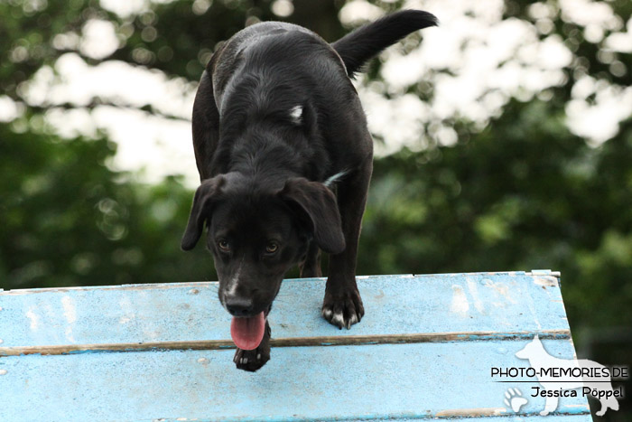 Labrador-Mix auf der A-Wand