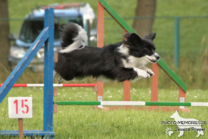 Hindernissprung im Agility