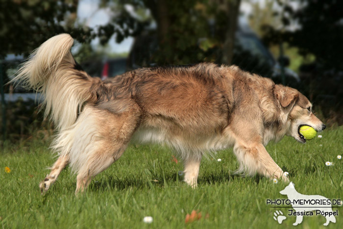 Beim Hundesport