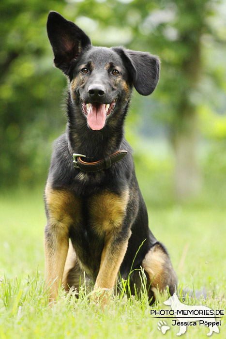 Schäferhund-Mix im Sitzen