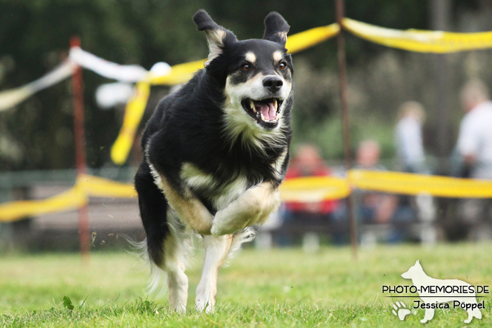 Beim Hunderennen