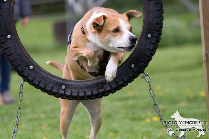 Sprung durch den Reifen im Agility