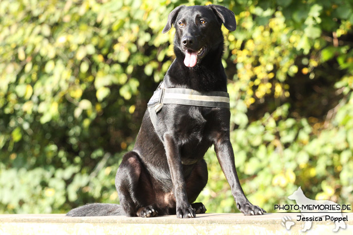 Labrador-Mischlingsrüde im Sitzen