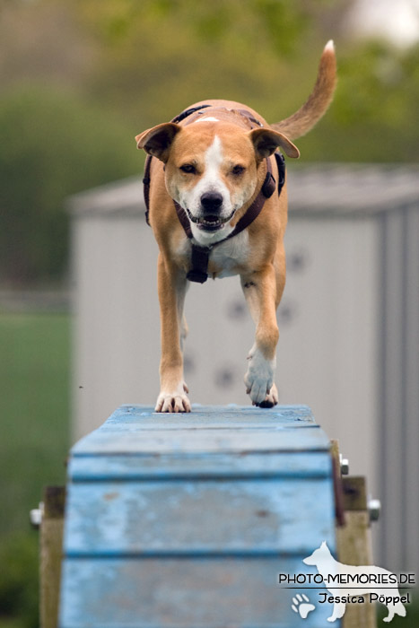 Der Steg im Agility