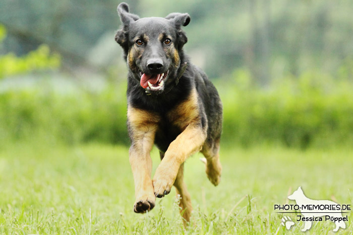 Schäferhund-Mix in Action