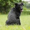 Labrador-Mix im Sitzen